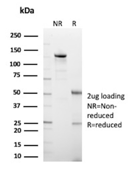 HLA-G Antibody