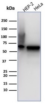 HSPD1 Antibody