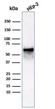 HSPD1 Antibody