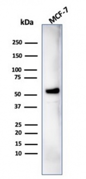 IRF3 Antibody
