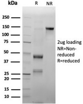 MPO Antibody