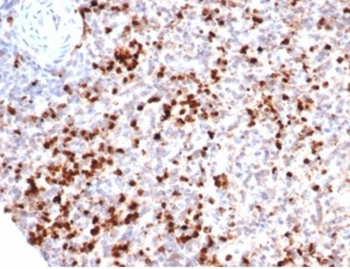MPO Antibody