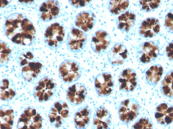 ITLN1 Antibody