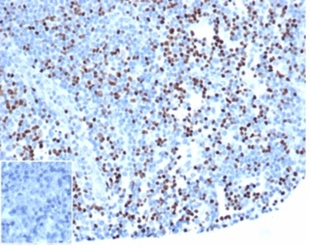 LEF1 Antibody
