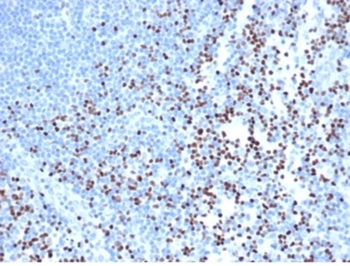 LEF1 Antibody