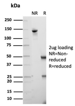 LEF1 Antibody