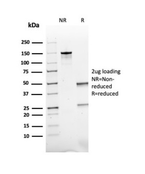 POMC Antibody