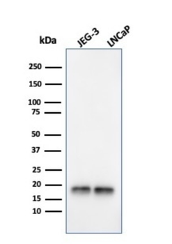 SOD1 Antibody