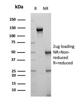 SOD1 Antibody