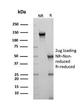 SOD1 Antibody
