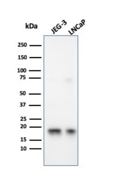 SOD1 Antibody
