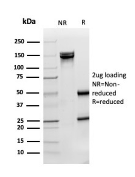 SOD1 Antibody