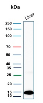 TTR Antibody
