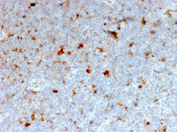TNFRSF4 Antibody