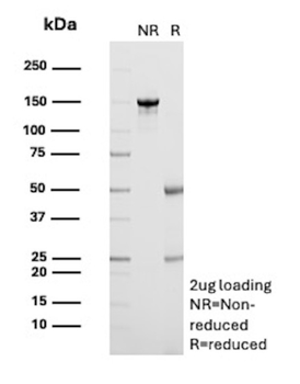 TNFRSF4 Antibody