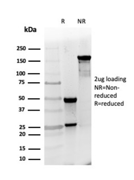 UCHL1 Antibody
