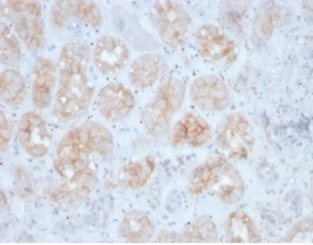 FGF23 Antibody