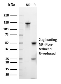FGF23 Antibody