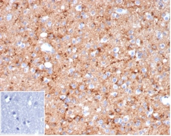 SYP Antibody