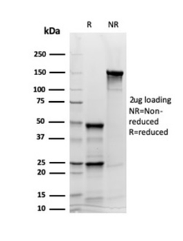 SYP Antibody
