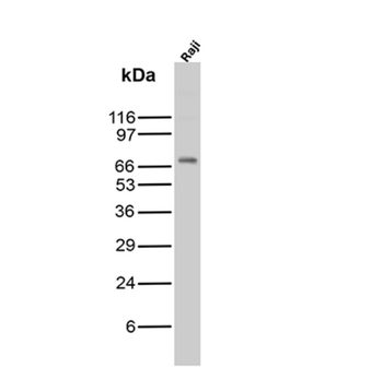 SYP Antibody