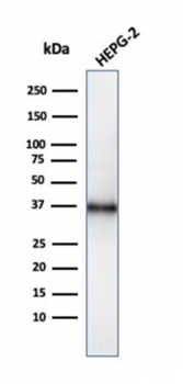CD7 Antibody