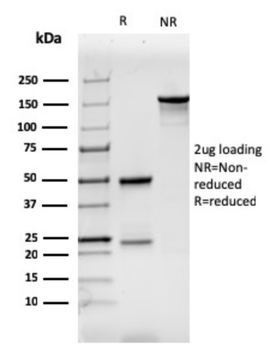 CD7 Antibody
