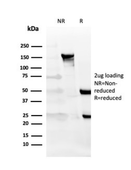 CD27 Antibody