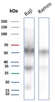CD27 Antibody