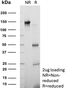 CD38 Antibody