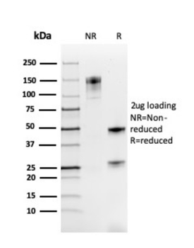 PAX8 Antibody