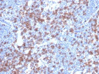 CD8A Antibody