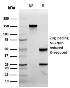 CD8A Antibody