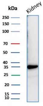 NAPSA Antibody