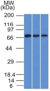ENG Antibody