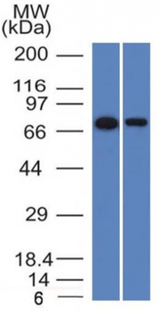 ENG Antibody