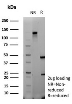 DNTT Antibody
