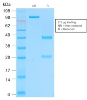 SELPLG Antibody