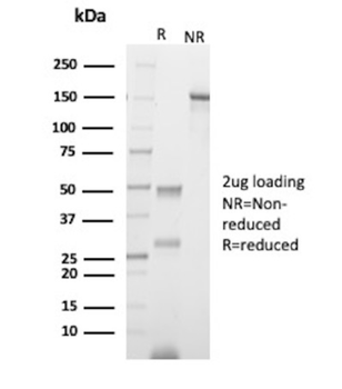 SELPLG Antibody