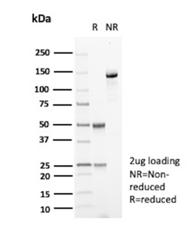 CD151 Antibody