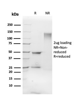 FLI1 Antibody