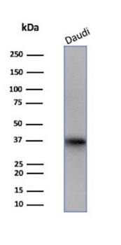 FLI1 Antibody