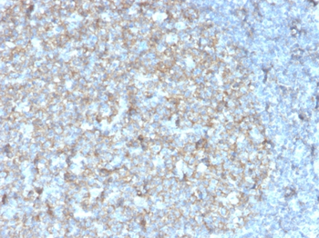 CD81 Antibody