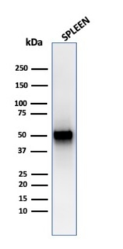 TYMP Antibody