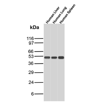 TYMP Antibody