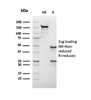 MYC Antibody