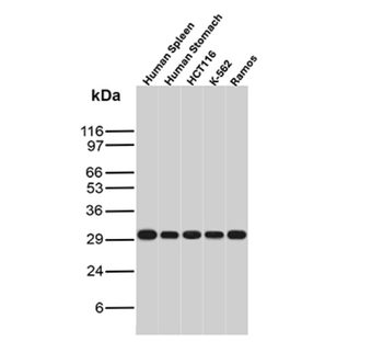 BCL10 Antibody