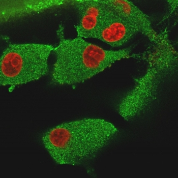VCL Antibody