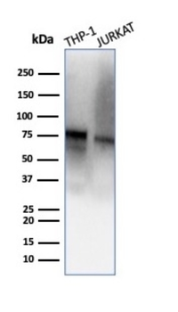 TFRC Antibody