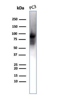 TFRC Antibody